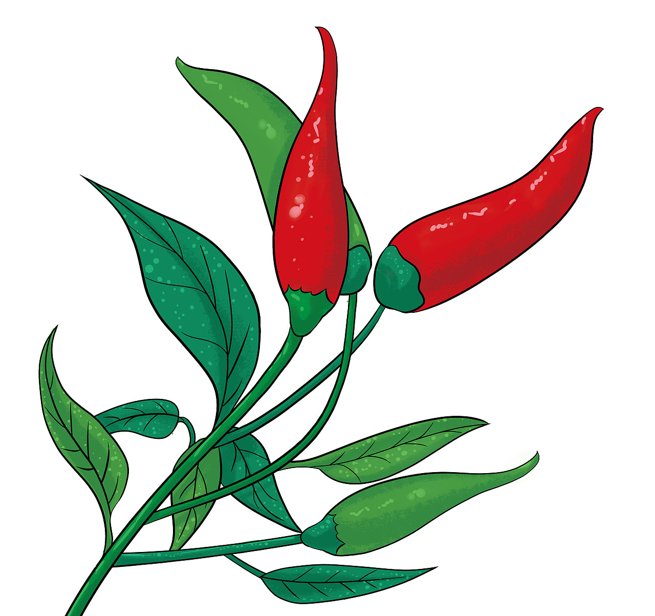 辣椒（图ZMjU1ODgzMTIw） - 其他 - 站酷设计师懒懒的散原创素材 - 站酷ZCOOL