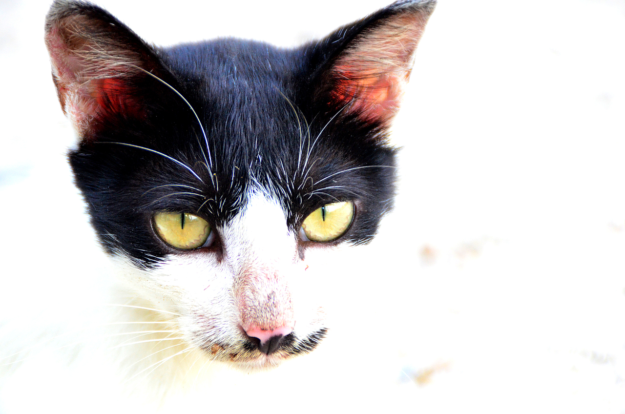 偶拍几只喵（图ZODY2NTYzODA=） - 宠物摄影 - 站酷设计师湖西路十六号原创素材 - 站酷ZCOOL