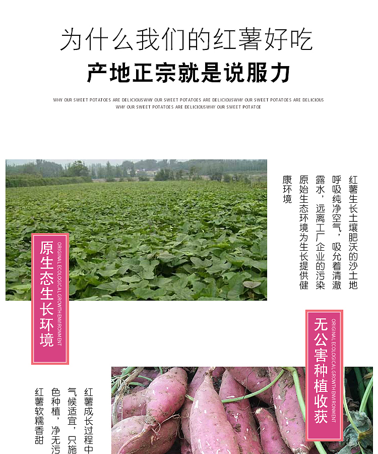 唐河红薯农产品拍照制作详情静物拍摄南阳淘邦详情案例