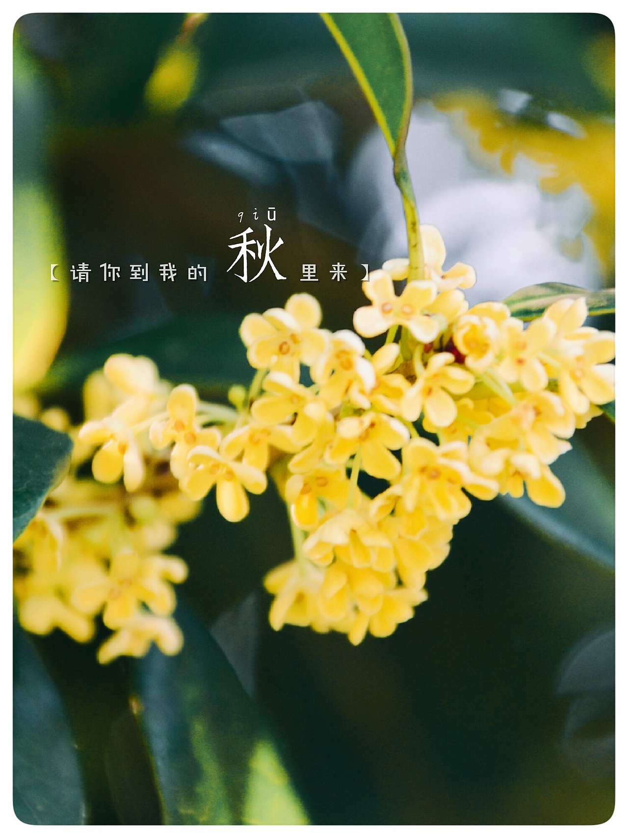 桂花（图ZOTMwODI4ODg=） - 风光摄影 - 站酷设计师爱摄影的五花肉原创素材 - 站酷ZCOOL