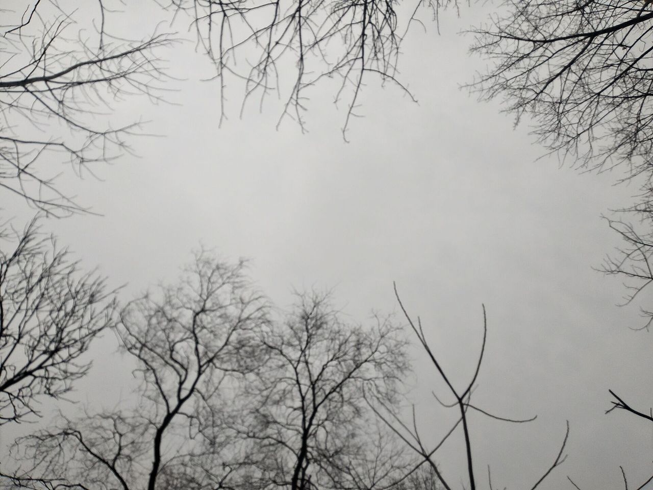 枝丫（图ZMTQ0MDkzNTQ4） - 产品摄影 - 站酷设计师浮生与你原创素材 - 站酷ZCOOL
