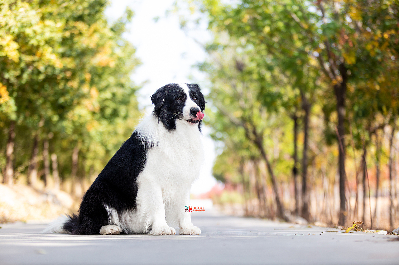 秋季真美|宠物摄影