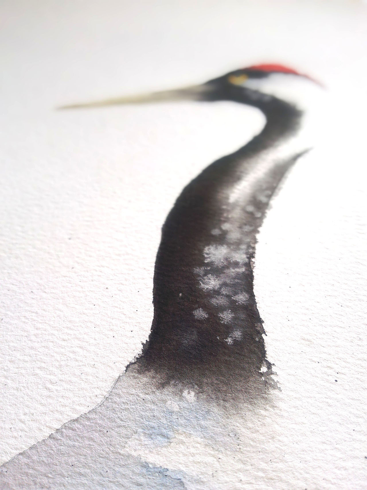 【一行写意水彩画】黑颈鹤——云在青天水在瓶（图ZMTQ1ODk2Mjg0） - 绘画 - 站酷设计师一行EXE原创素材 - 站酷ZCOOL