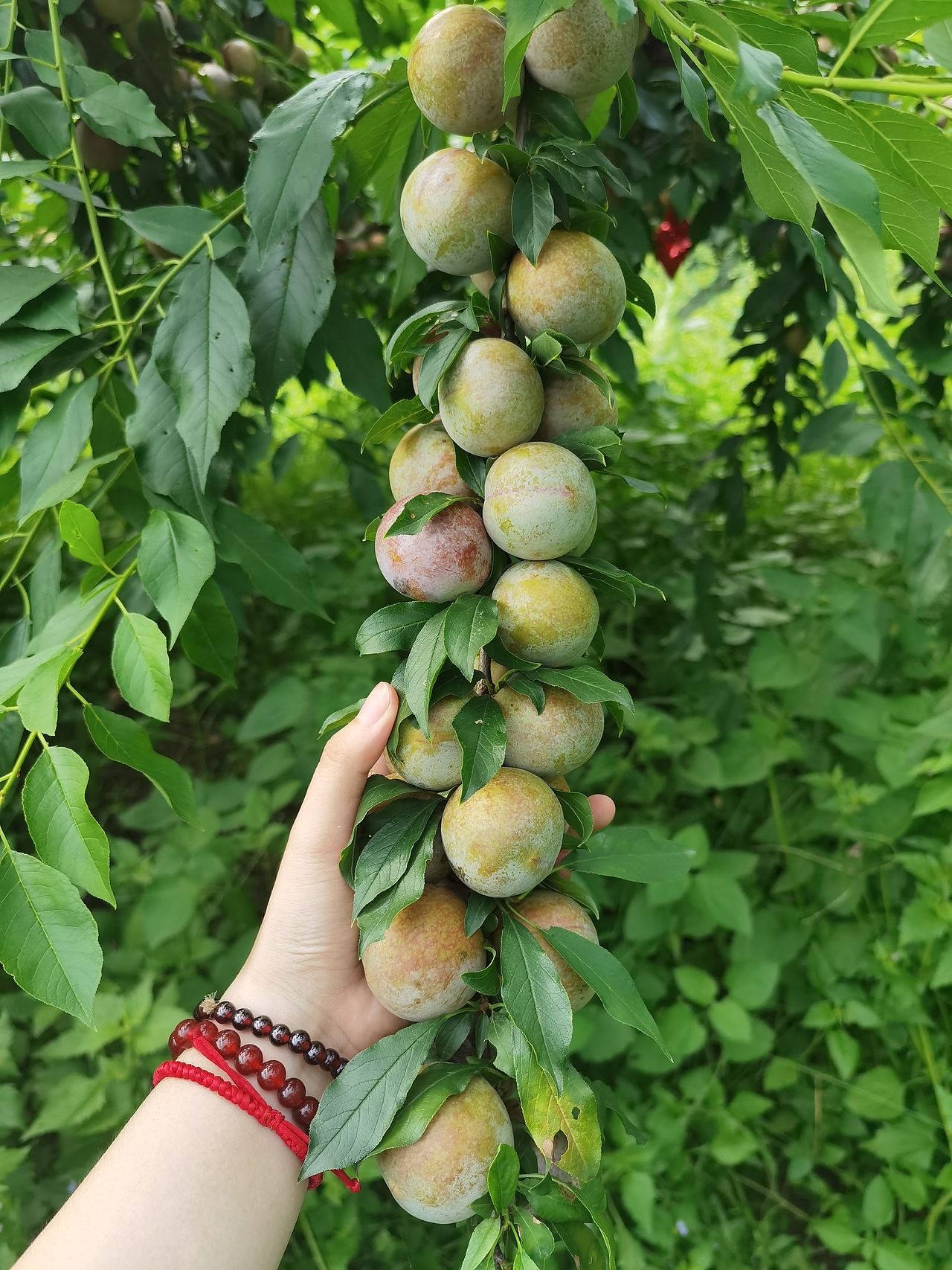 硕果累累的李子