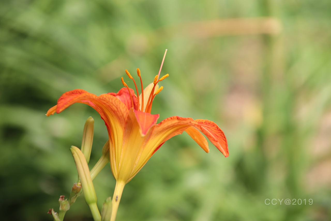 黄花萱草（图ZMTYzOTkxNTky） - 产品摄影 - 站酷设计师CCY_西原创素材 - 站酷ZCOOL