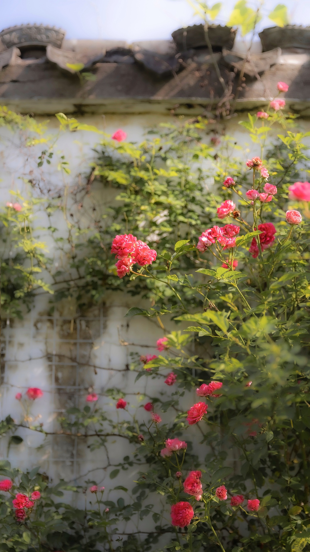 【蔷薇】（图ZMzAxMTg2OTk2） - 其他摄影 - 站酷设计师铃铛Lynne原创素材 - 站酷ZCOOL