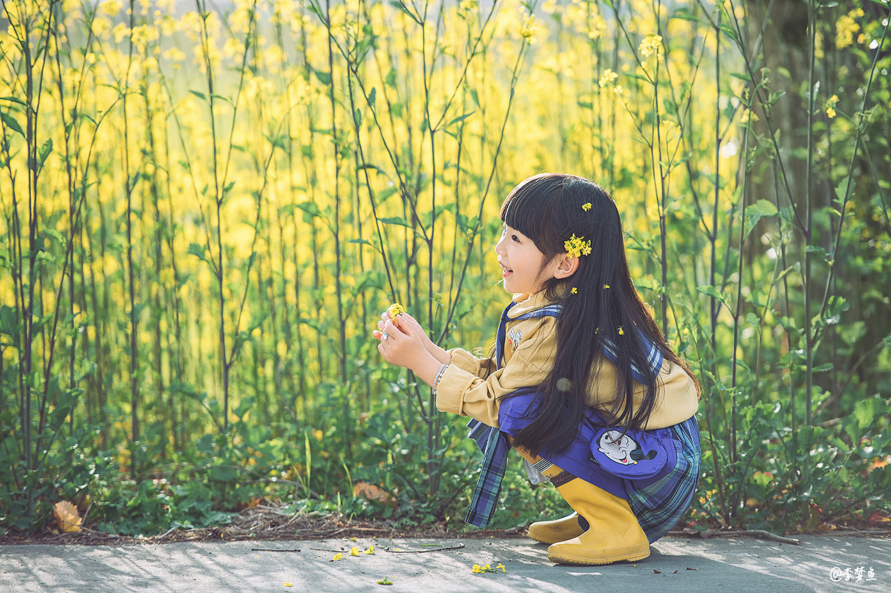 开满油菜花的田野