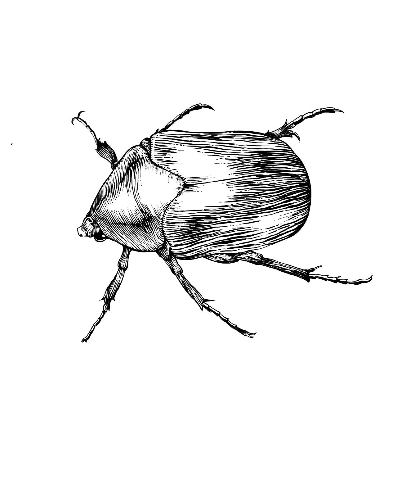 甲虫黑白线稿