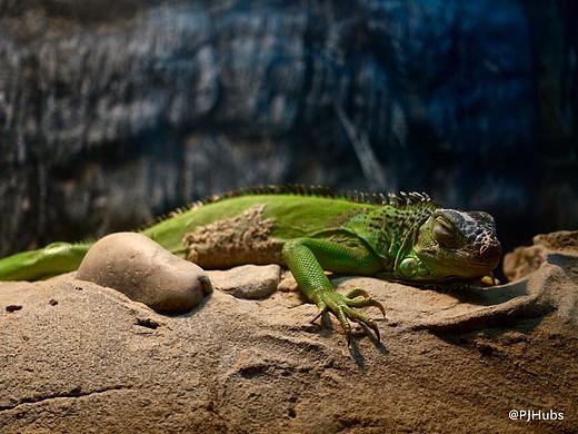 动物-蜥蜴（个人主页-ZMzg0ODQ1OTI=） - 宠物摄影 - 站酷设计师PJHubs原创素材 - 站酷ZCOOL