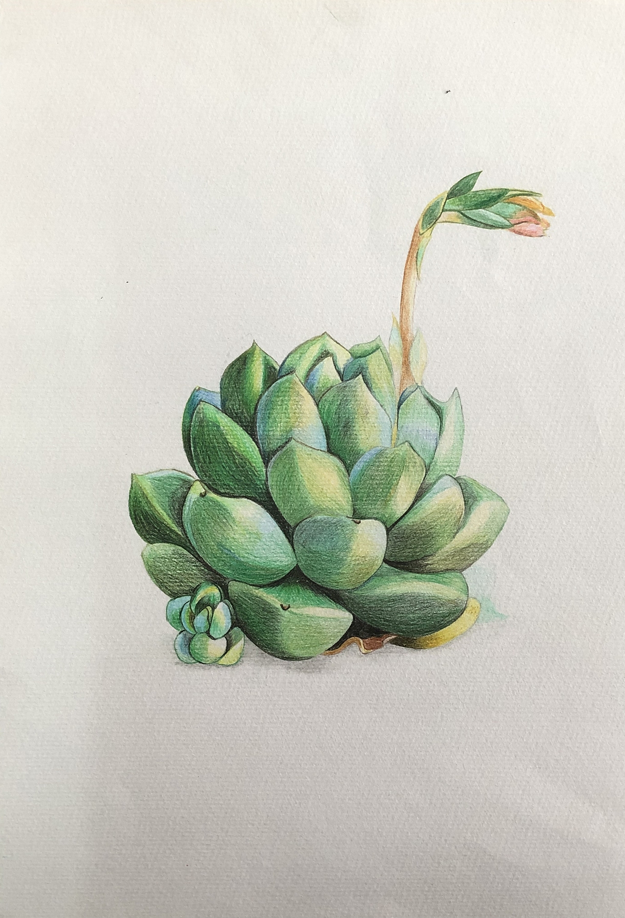 纯彩铅多肉植物~