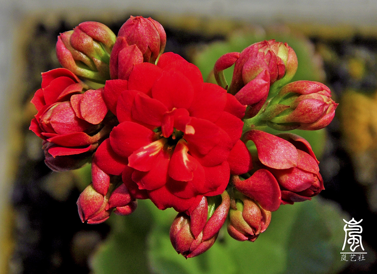 盛放的长寿花|摄影|产品摄影|艺术人岚色 - 原创作品 - 站酷 (zcool)