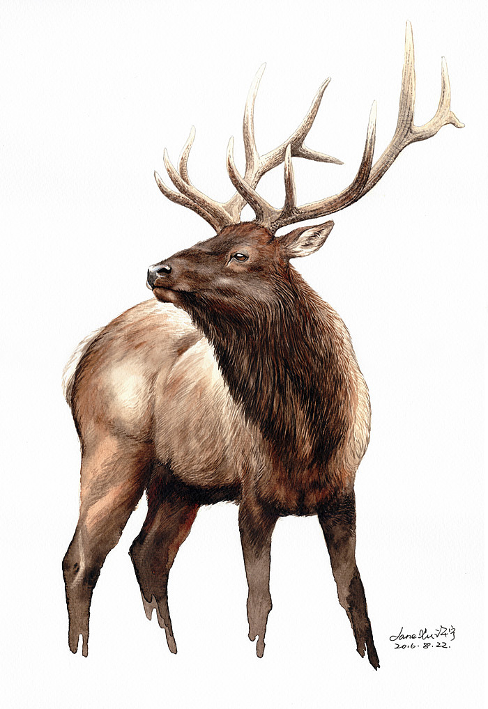 兔猻 白頭硬尾鴨 金雕 天山馬鹿 北山羊（圖ZMTIxMTQzNDMy） - 藝術(shù)插畫 - 站酷設(shè)計師jane7841原創(chuàng)素材 - 站酷ZCOOL