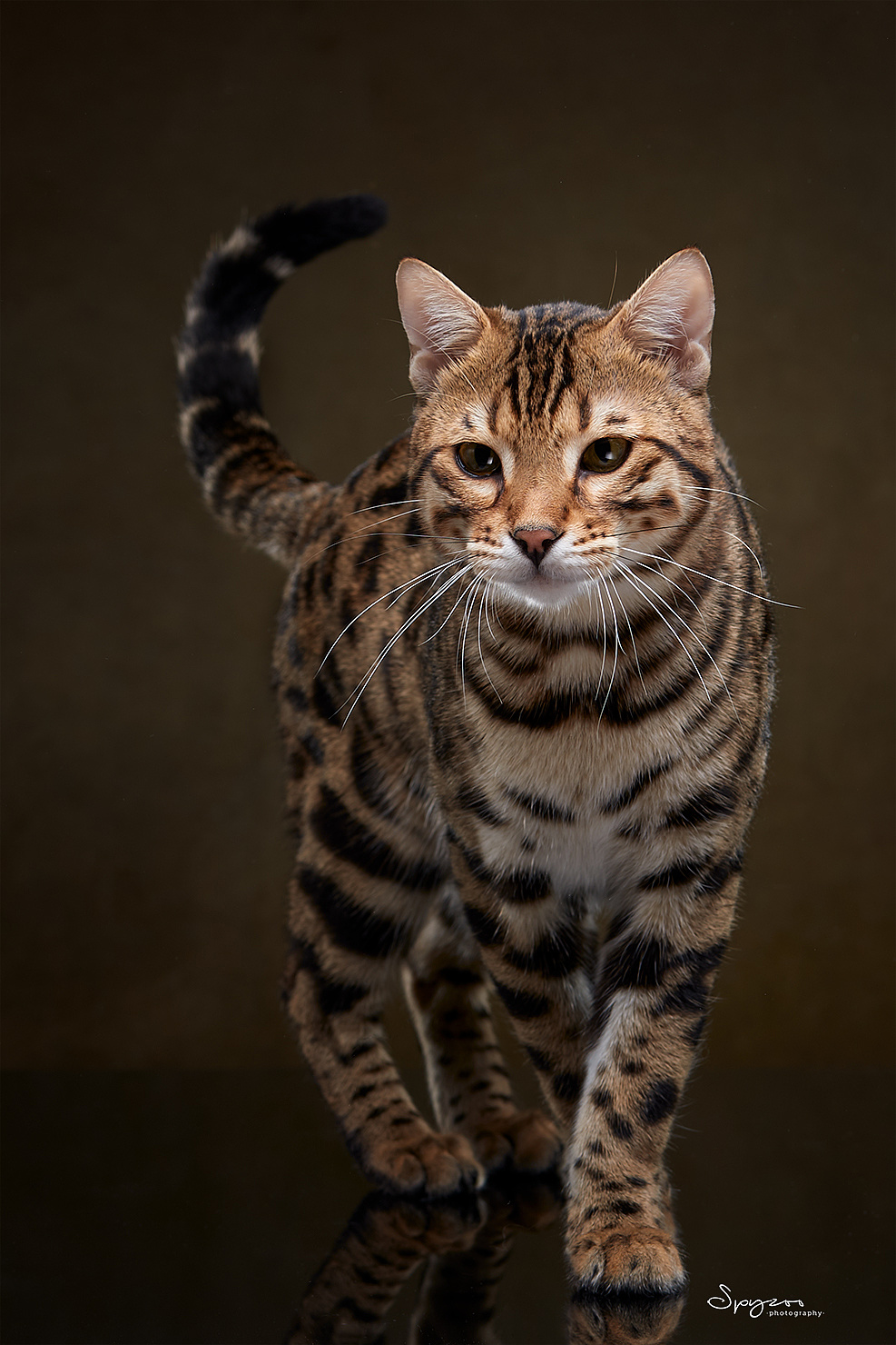 孟加拉豹猫天津影棚