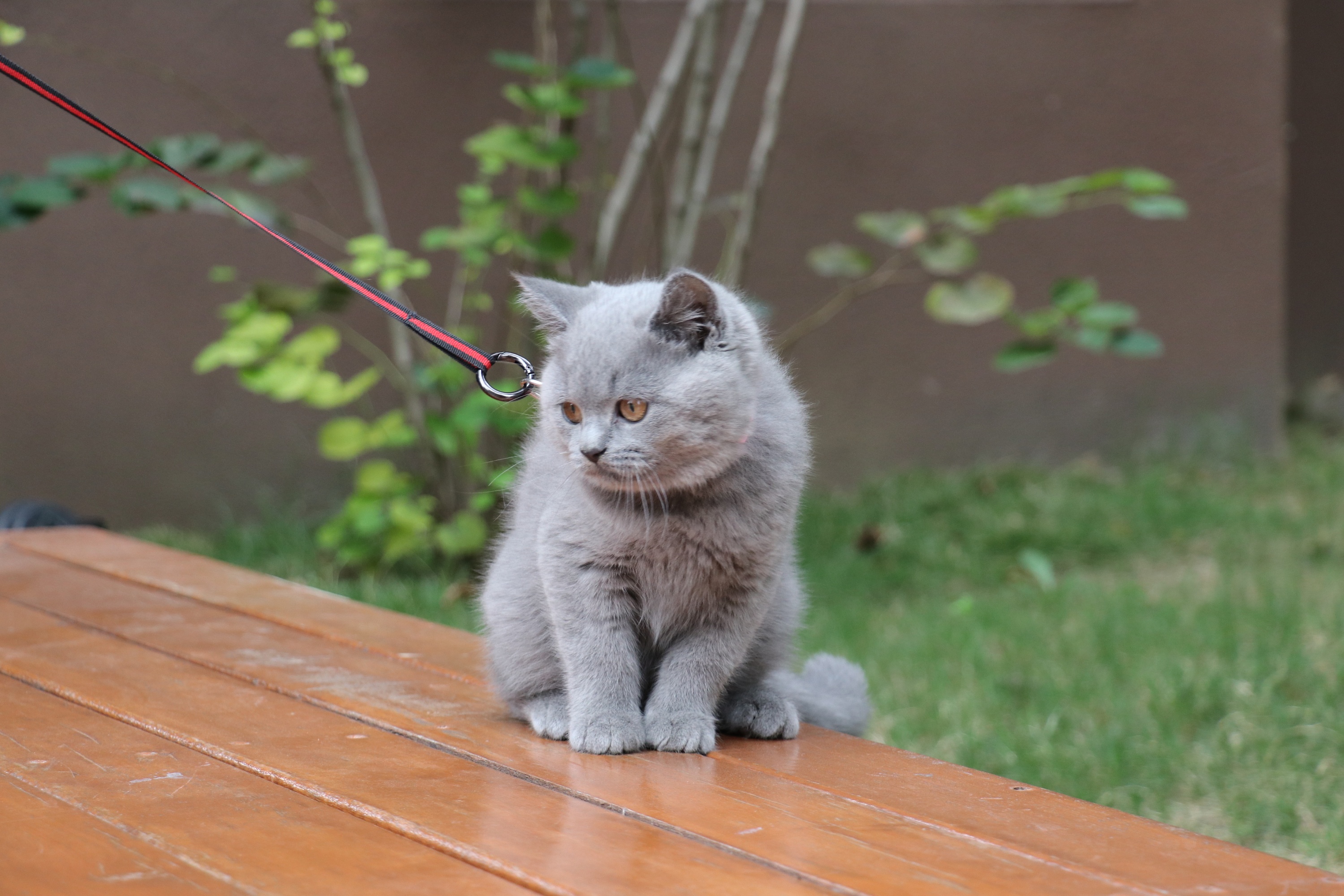 184-英短纯蓝公-浅红色脖圈 蓝猫高清照片 原创 猫片