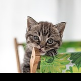 猫叔的空间的头像