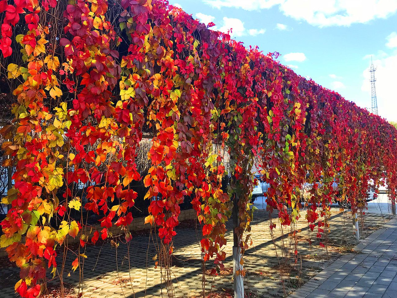 刘勇良手机纪实摄影:北京环保天然停车场