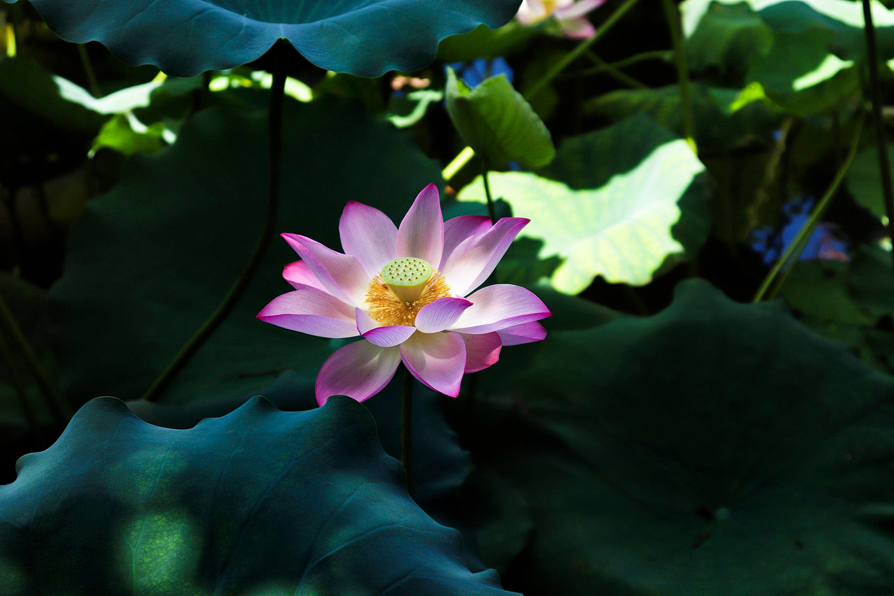 荷花拍摄（图ZMjUxNjI2MDg0） - 风光摄影 - 站酷设计师D邓婕原创素材 - 站酷ZCOOL