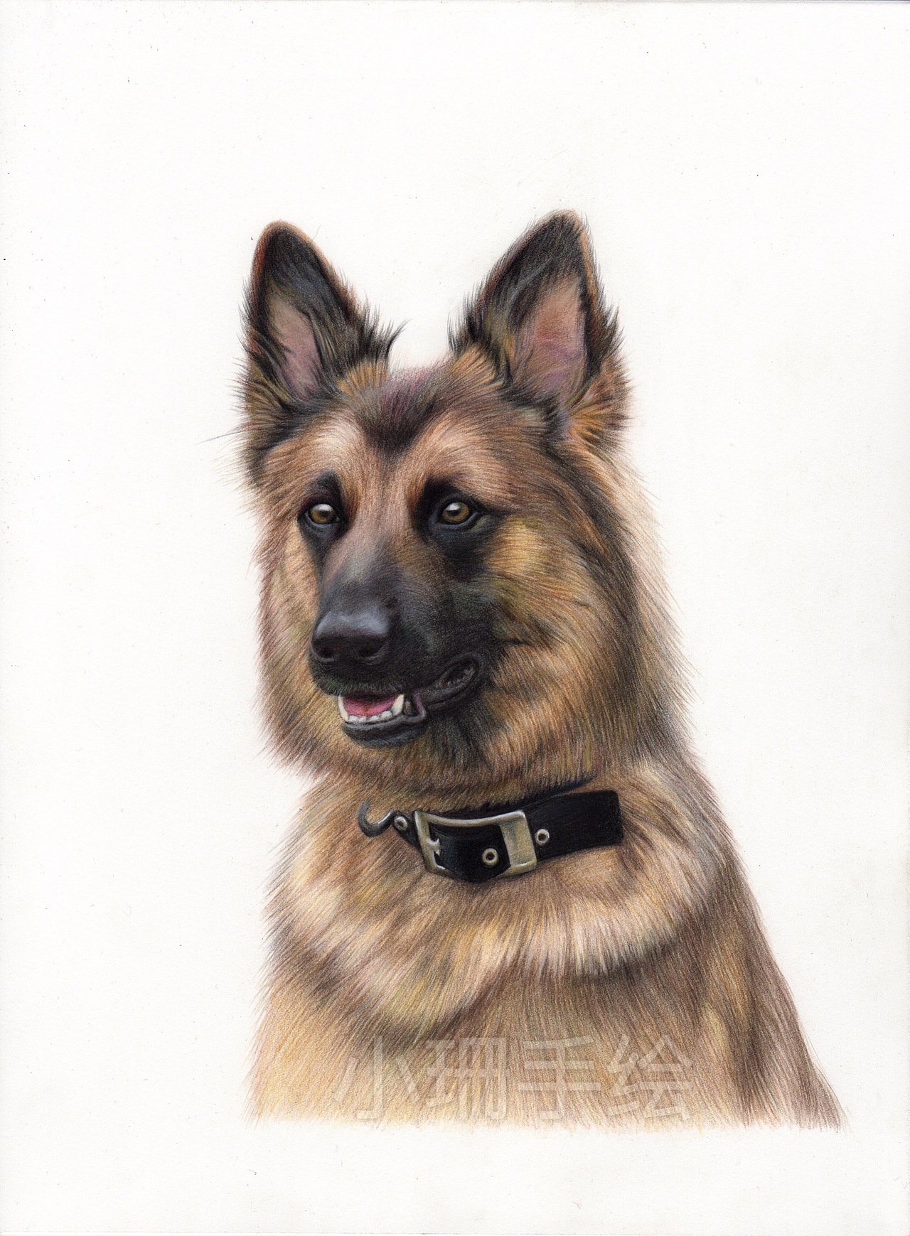 彩铅作品-德国牧羊犬