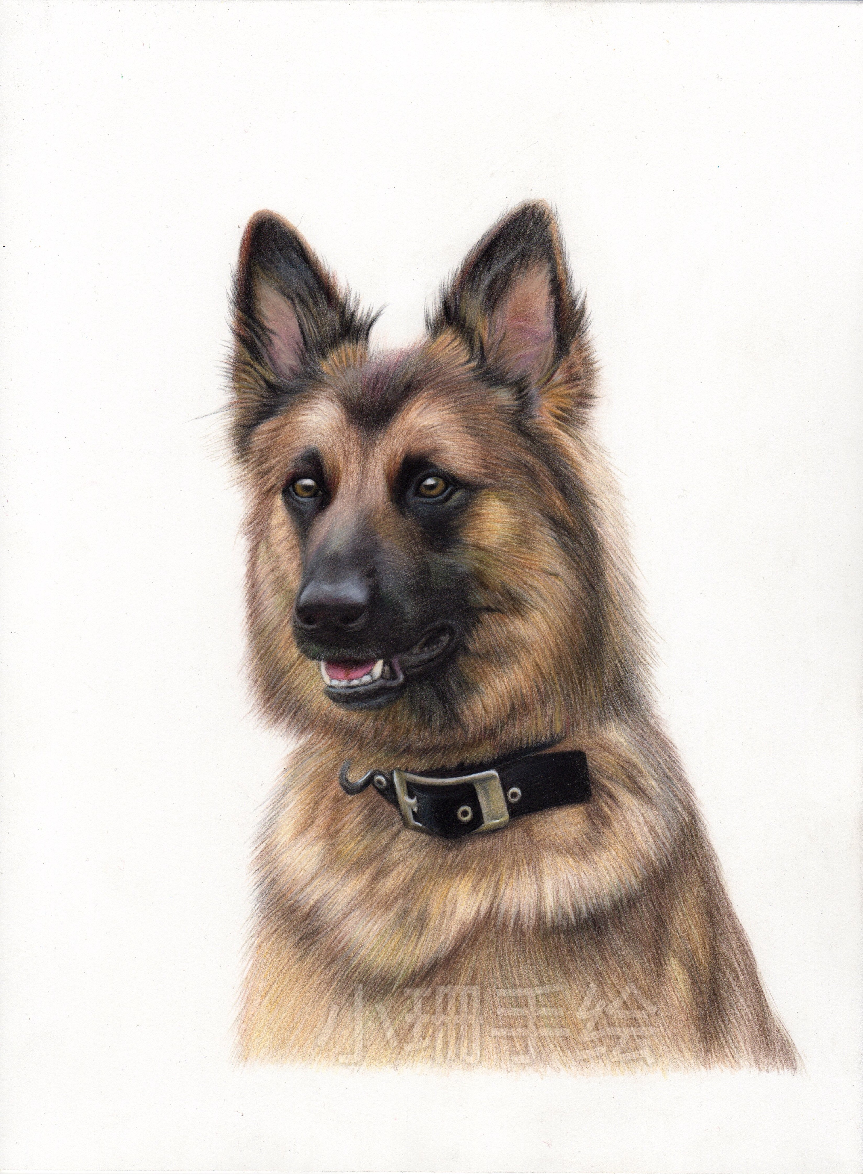 彩铅作品-德国牧羊犬