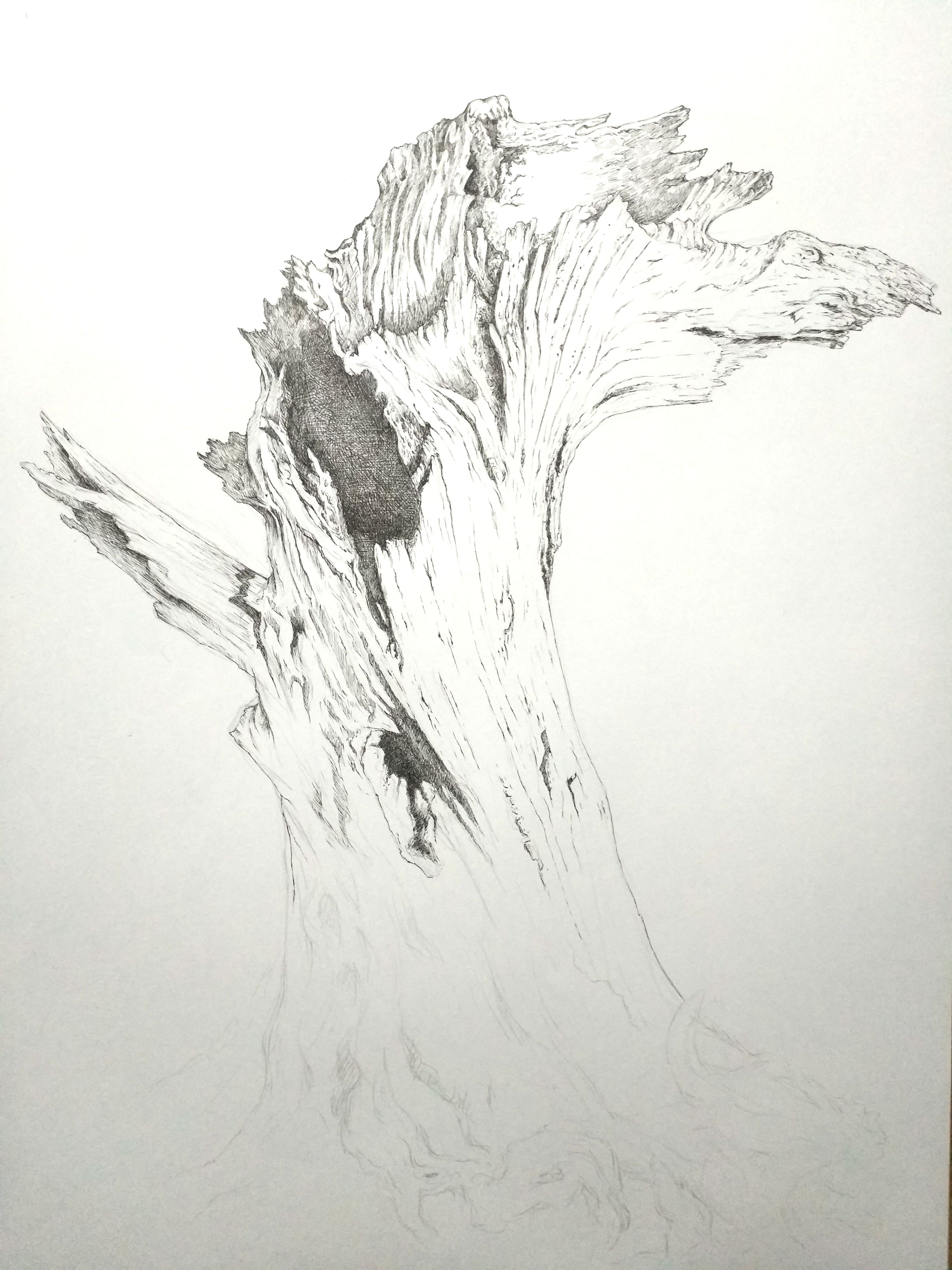 树桩素描画法图片