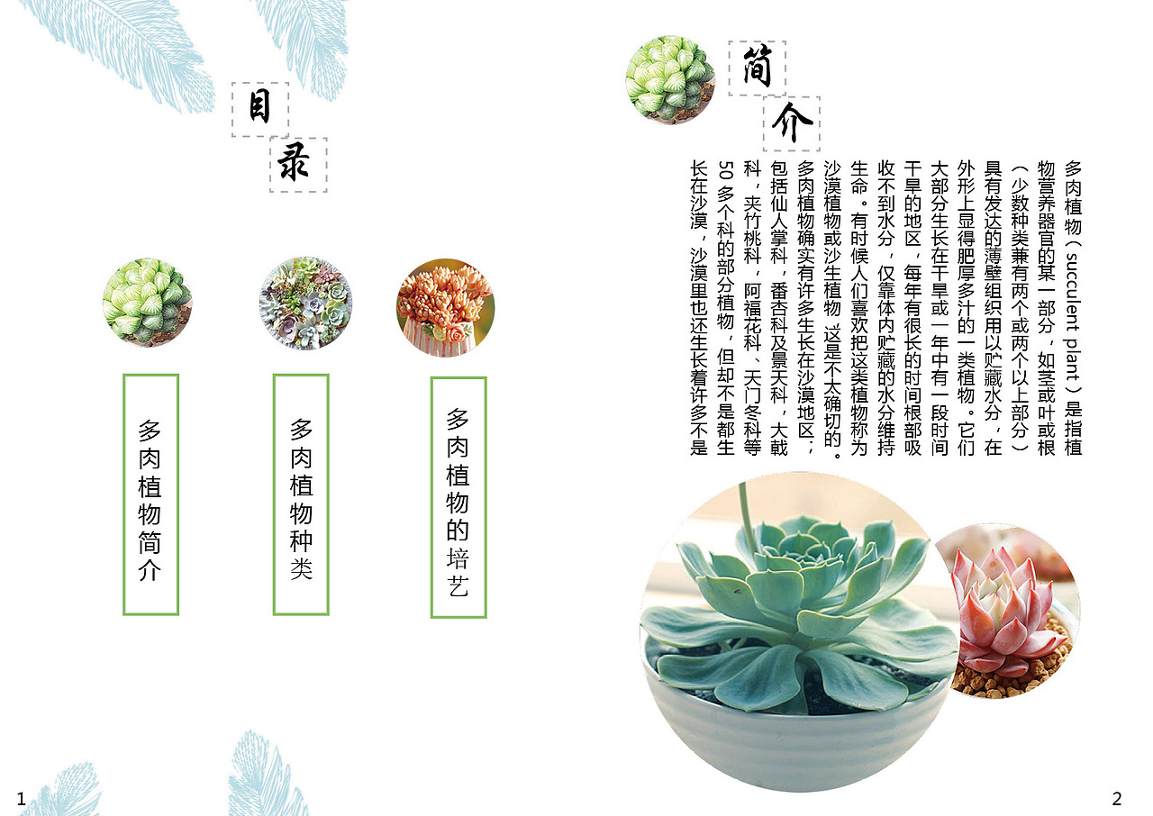 多肉植物画册