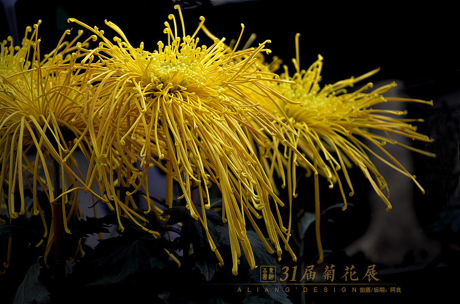 31届菊花展（图ZMjIwODM0MjA=） - 风光摄影 - 站酷设计师阿良品牌设计原创素材 - 站酷ZCOOL