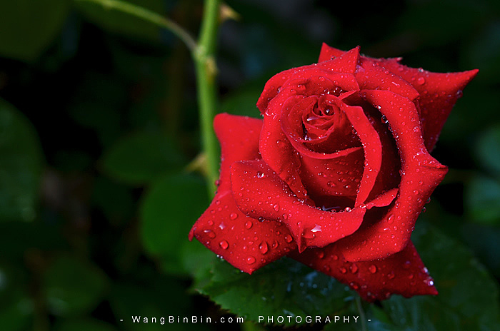 落日辉映下的月季花开