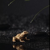 摄影师羽翼的头像