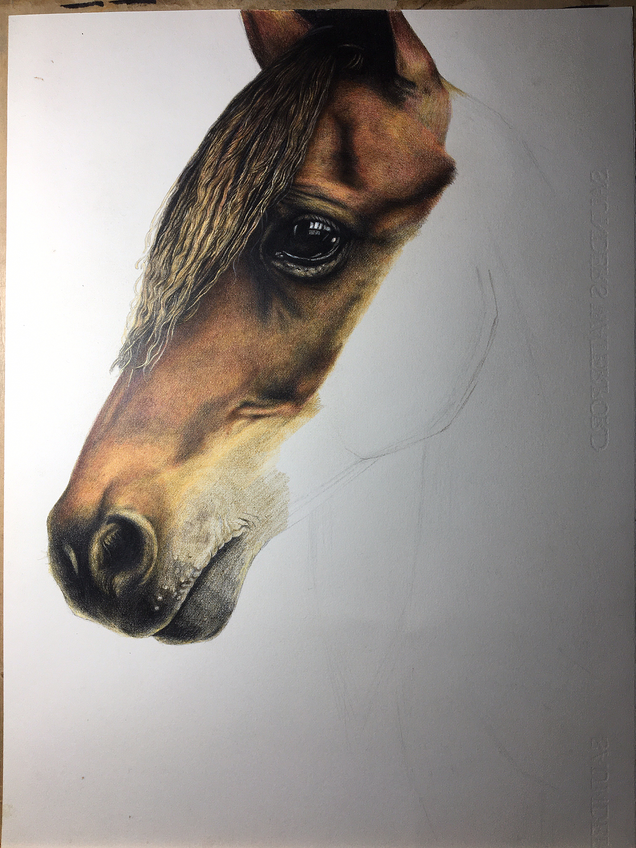 整体马头基本画完了,细节再刻画一下.