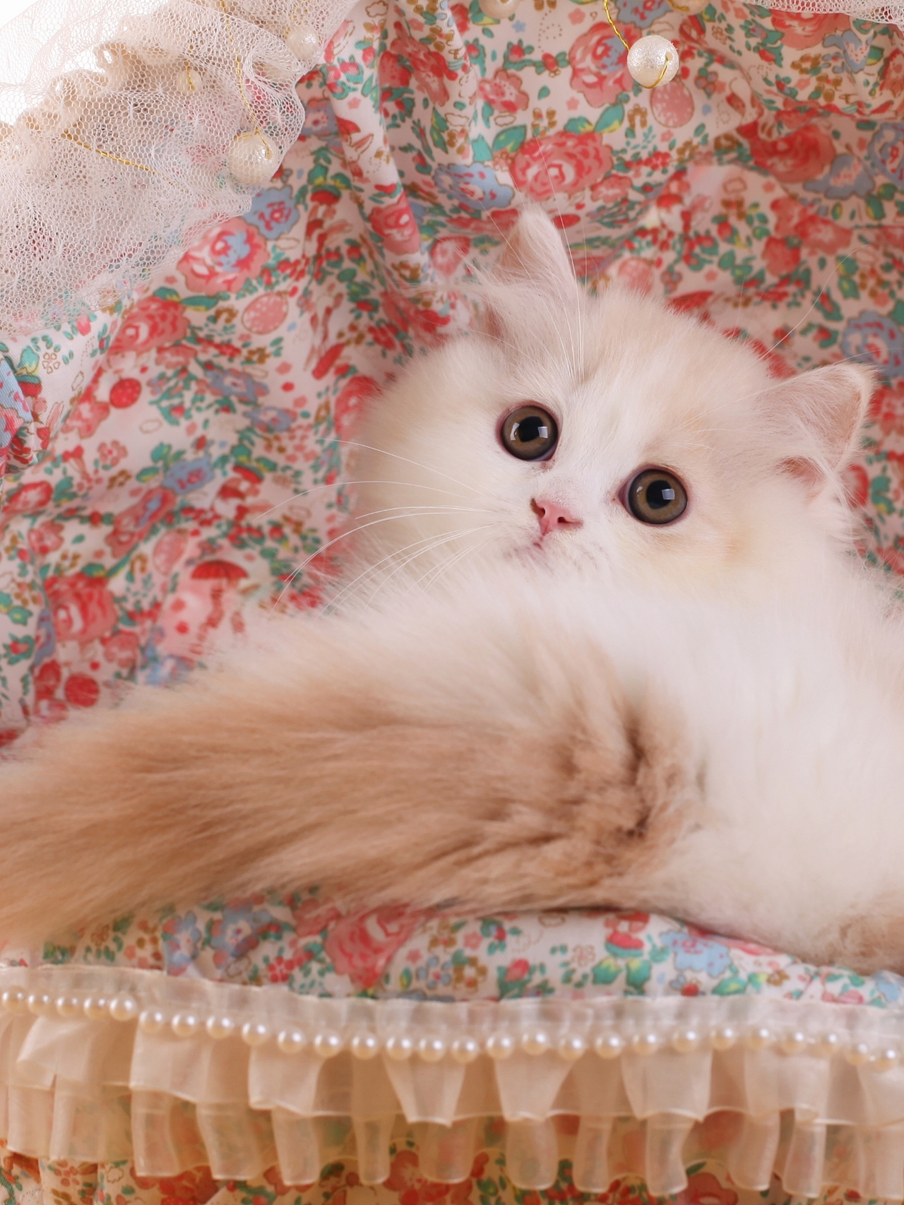 猫.乳白色短腿长毛猫(拿破仑)