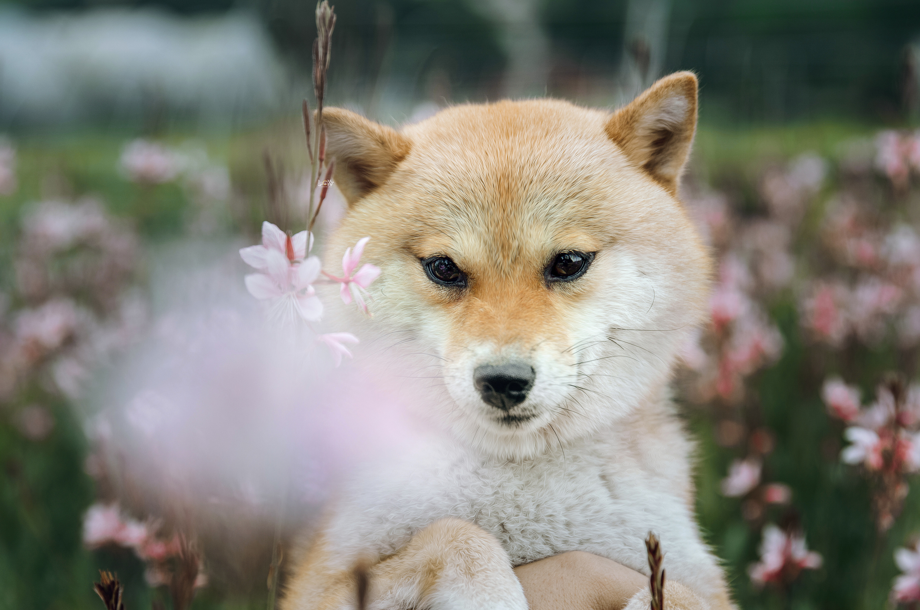 日本柴犬壁纸图片