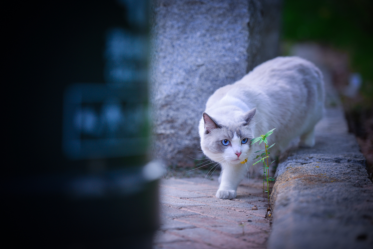 深圳宠物摄影-珀珀宠影之布偶猫（图ZMTIwNTM3MjE2） - 宠物摄影 - 站酷设计师珀珀视觉原创素材 - 站酷ZCOOL