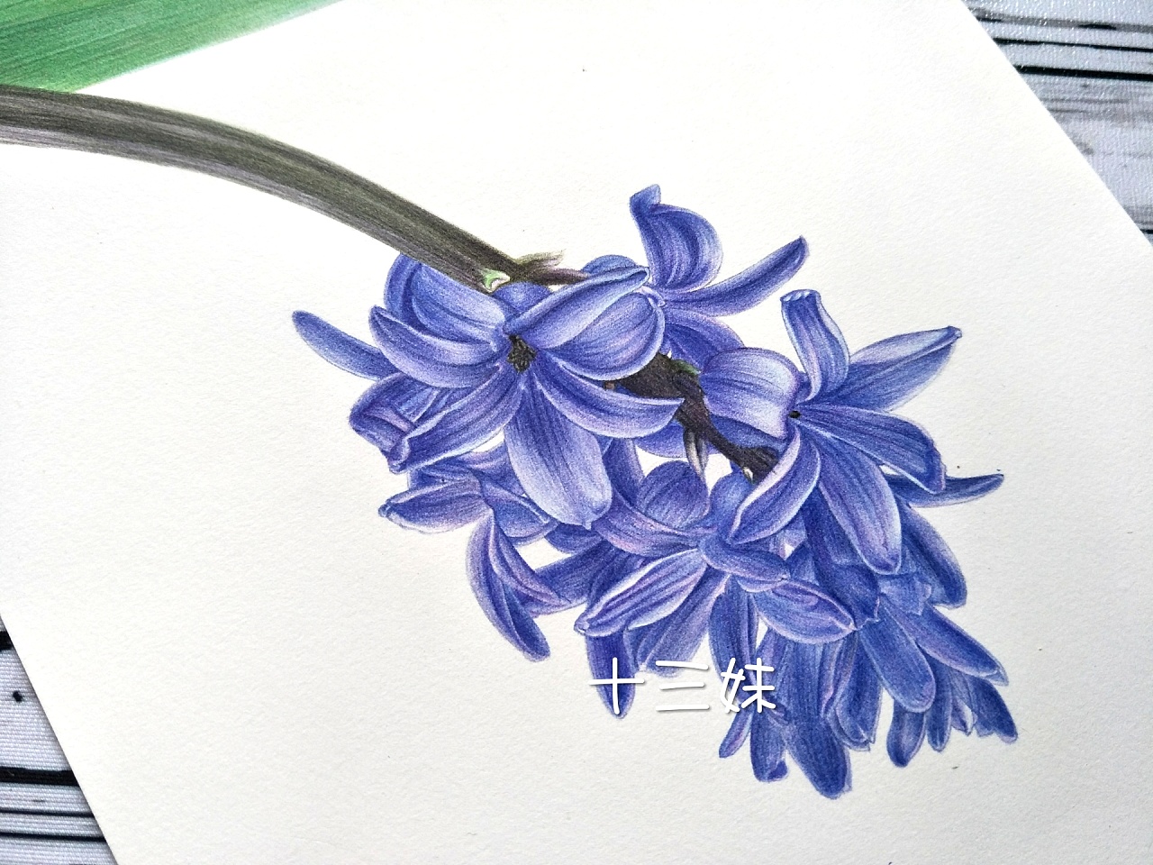 彩铅蓝色风信子