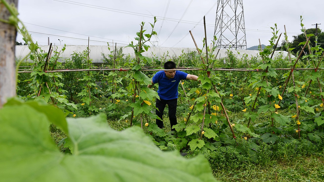 陈老汉出品 | 黄篮子生鲜连锁品牌VI视觉体系制造