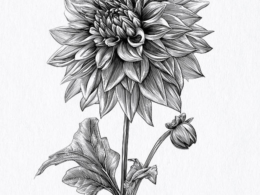 版画风花卉