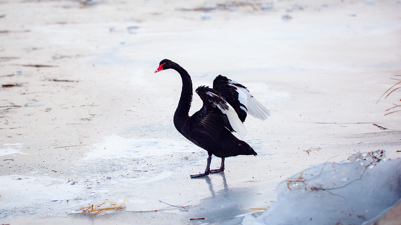 大（鵝）隨拍（圖ZMTU5NjI4NDc2） - 寵物攝影 - 站酷設(shè)計(jì)師土豆燉地瓜原創(chuàng)素材 - 站酷ZCOOL