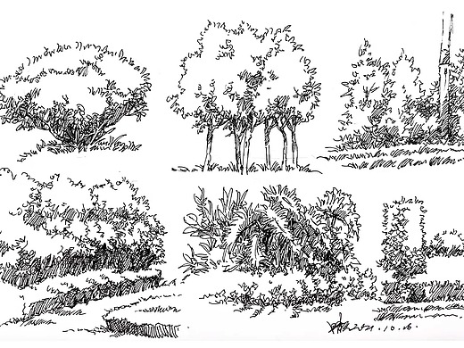 植物速写/景观设计/钢笔画植物/速写植物风景/建筑速写
