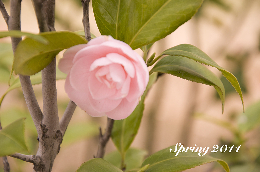 四月芳菲——茶花（图ZMjc0NzE0NA==） - 风光摄影 - 站酷设计师慢熟的兔子原创素材 - 站酷ZCOOL