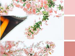 海棠花开