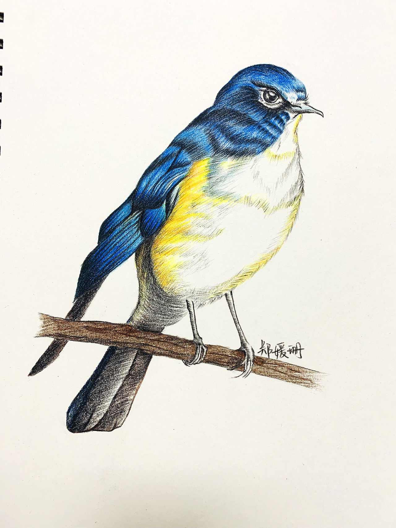 手绘作品鸟