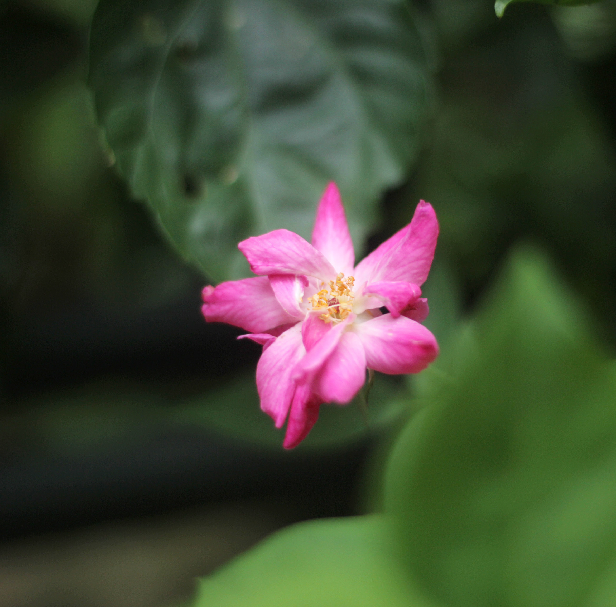 一花·一草·一木