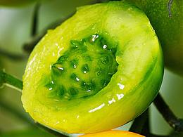 蔬菜