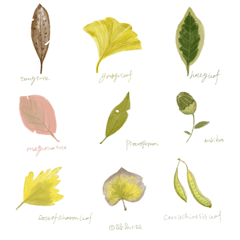 插画元素图,植物系列