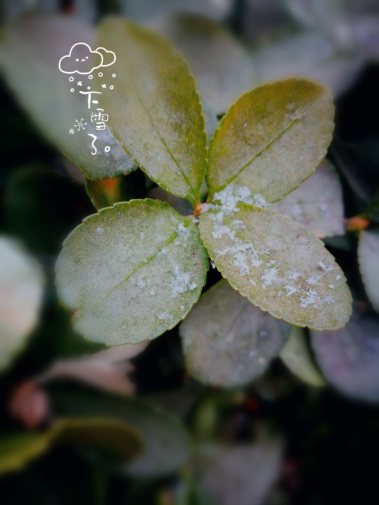 2019春节