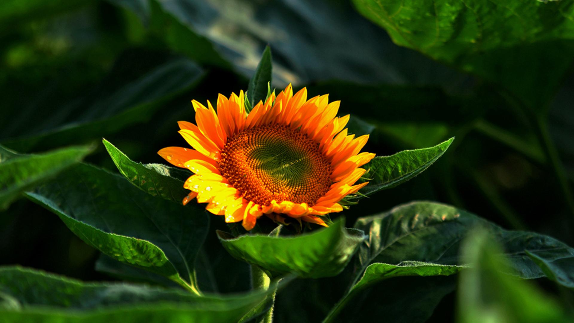 柯南不困难的个人主页（背景预览） - 主页背景设置 - 站酷设计师柯南不困难原创素材 - 站酷ZCOOL