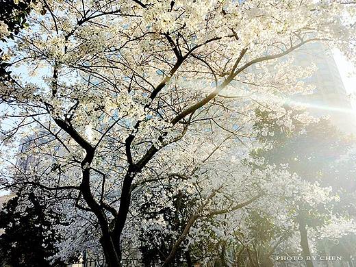 蜜蜂与花
