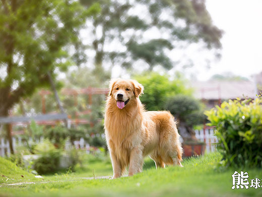 美丽温顺的暖男大金毛写真（个人主页-ZMTQzNzIzMzY=） - 宠物摄影 - 站酷设计师熊球球原创素材 - 站酷ZCOOL