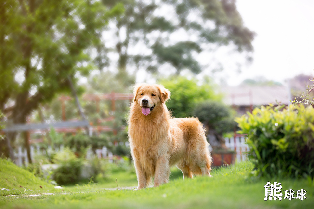 美丽温顺的暖男大金毛写真