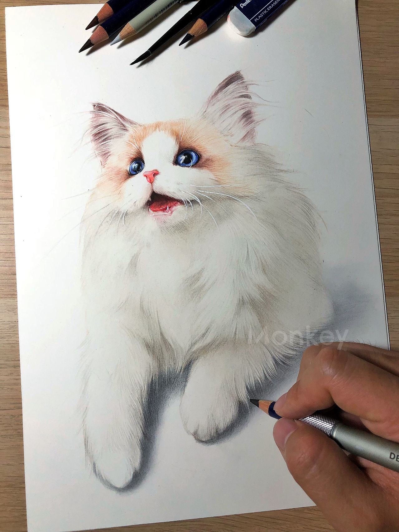 写实动物插画-布偶猫|插画|商业插画|狮子大亨 - 原创作品 - 站酷 (ZCOOL)