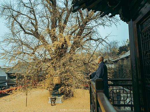 观音禅寺 千年银杏